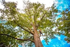 Best Firewood Processing and Delivery  in Liberty City, TX