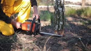 Best Lawn Disease Treatment  in Liberty City, TX