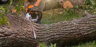 Best Pest Control for Lawns  in Liberty City, TX