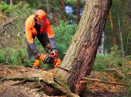 Best Tree Health Inspection  in Liberty City, TX