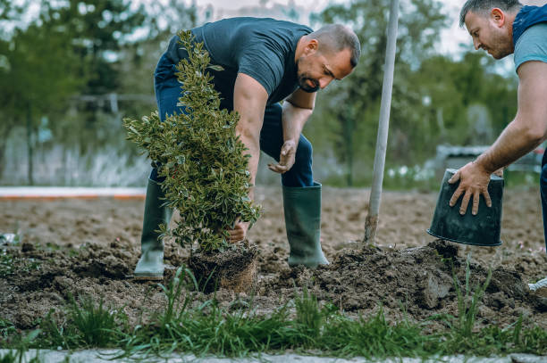 Best Tree Health Inspection  in Liberty City, TX