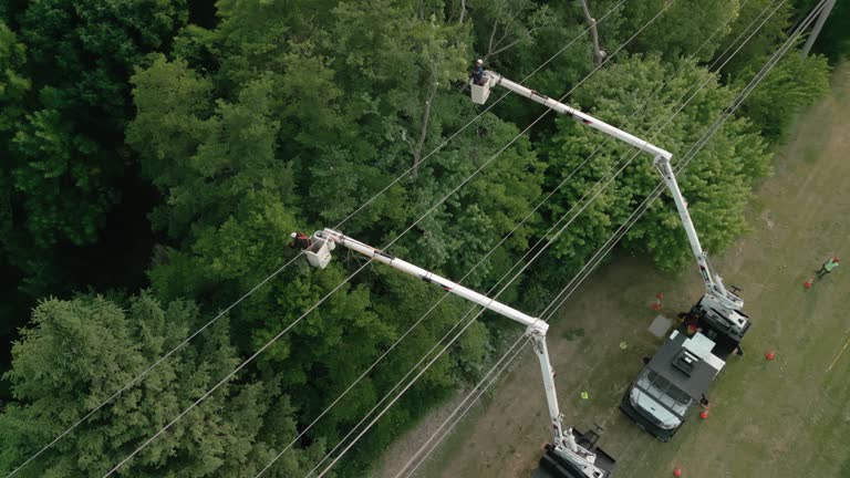  Liberty City, TX Tree Services Pros