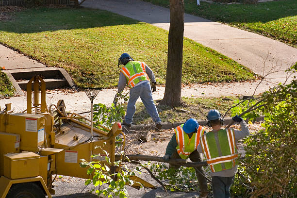 Best Fruit Tree Pruning  in Liberty City, TX