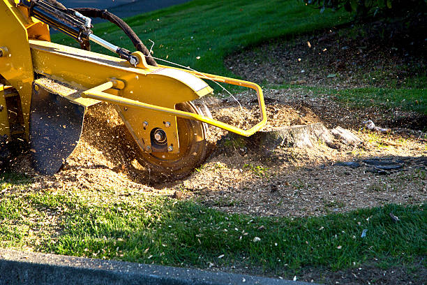 Mulching Services in Liberty City, TX